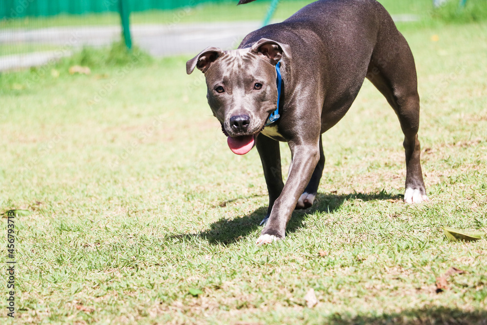 Pit bull dog playing in the park. Grassy area for dogs with exercise toys.