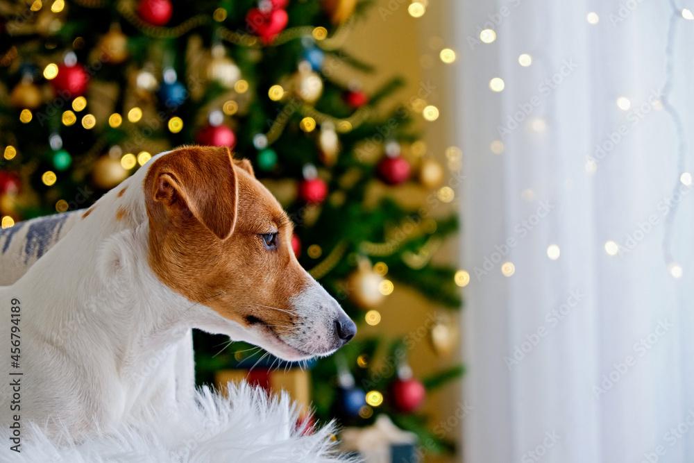 Jack Russell terrier waiting for christmas present concept. Adorable doggy by the decorated holiday pine tree, festive bokeh lights. Background, close up, copy space.