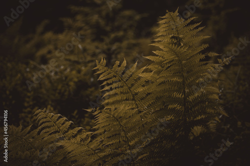 fern growing in a dark forest