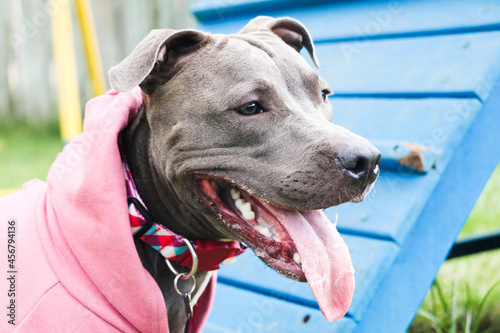 Pit bull dog in a pink sweatshirt playing in the park. Grassy area for dogs with exercise toys.