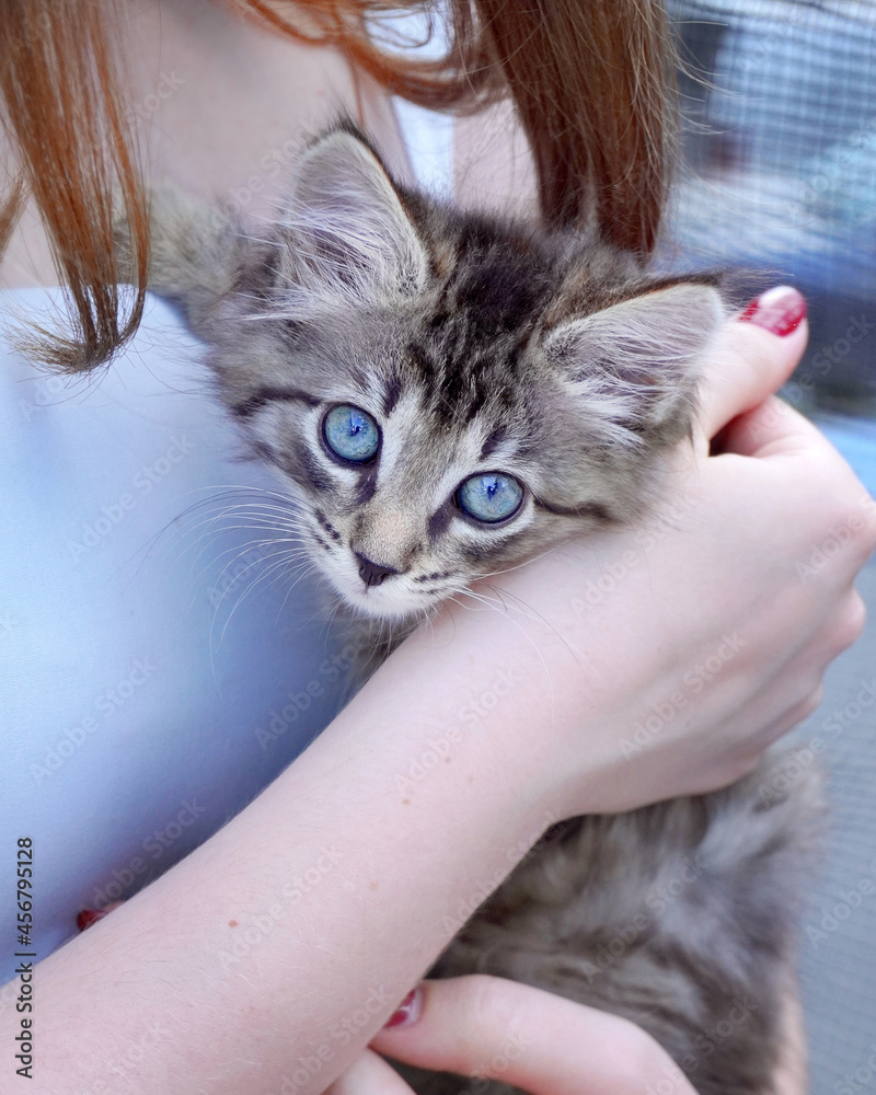 A gray kitten with big blue eyes in the hands of a girl in close-up. Pets, animal care concept