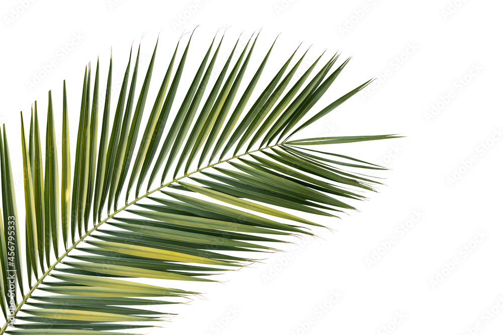 Fototapeta premium Tropical green palm leaf isolated on white background