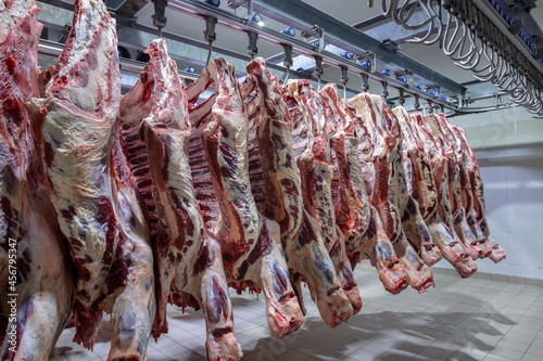 Close up of a half cow pieces hung fresh and arranged in a row in a large refrigerator in the refrigerator meat industry. Cattles cut and hanged on hook in a slaughterhouse. Halal cutting.