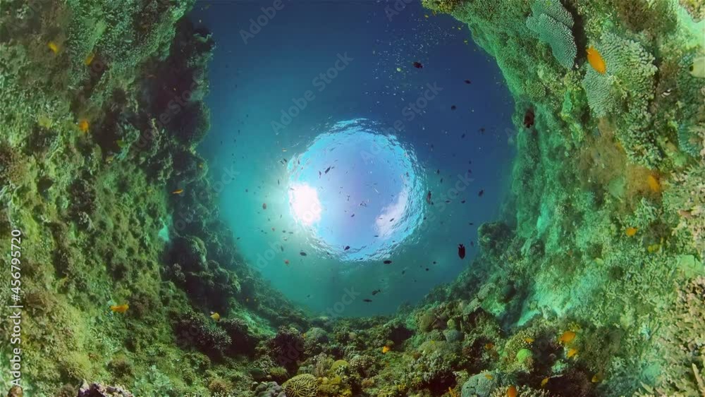 Reef Marine Underwater Scene. Tropical underwater sea fish. Philippines. Reef Marine Underwater Scene. Tropical underwater sea fish. Philippines.