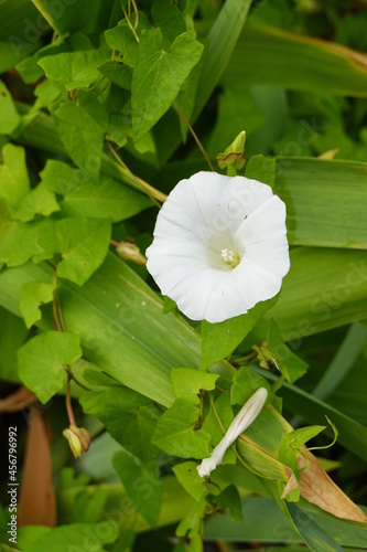 Calystegia sepium (hedge bindweed, Rutland beauty, bugle vine, heavenly trumpets, bellbind, granny-pop-out-of-bed and many others) is a species of flowering plant in the family Convolvulaceae. photo