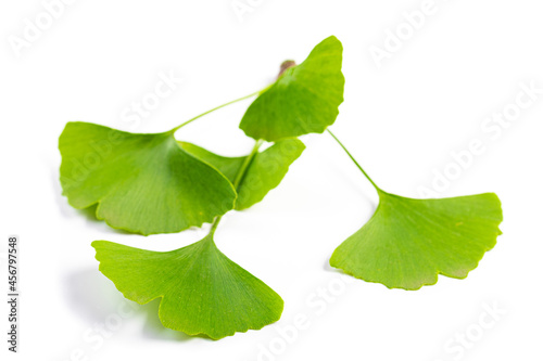 leaves of Ginkgo biloba isolated on white background.