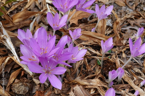 Colchicum autumnale, commonly known as autumn crocus, meadow saffron, or naked ladies, is a toxic autumn-blooming flowering plant. photo