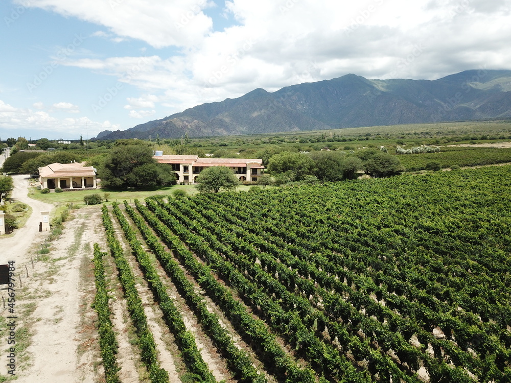 mountainous vineyards in northern Argentina shooted with drone