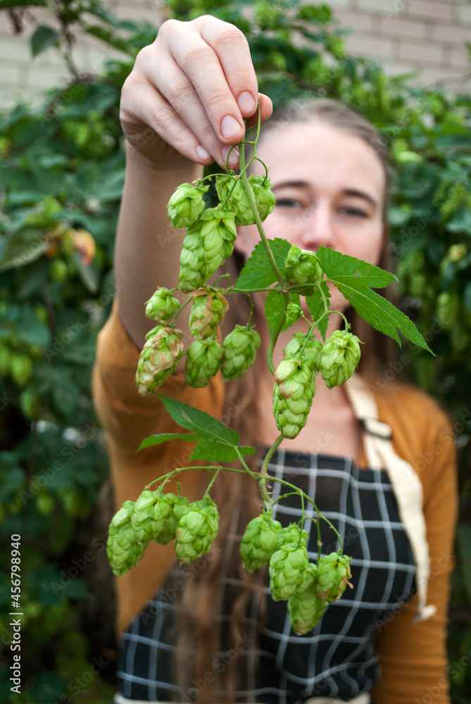 Fototapeta premiumA woman farmer stands by the hop bush.Holds a branch of hops to thA woman farmer stands by the hop bush.Holds a branch of hops to the camera, selective focus. A beautiful blonde with long hair.