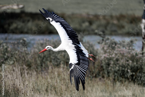Bilde på lerret A white stork flies low to the ground