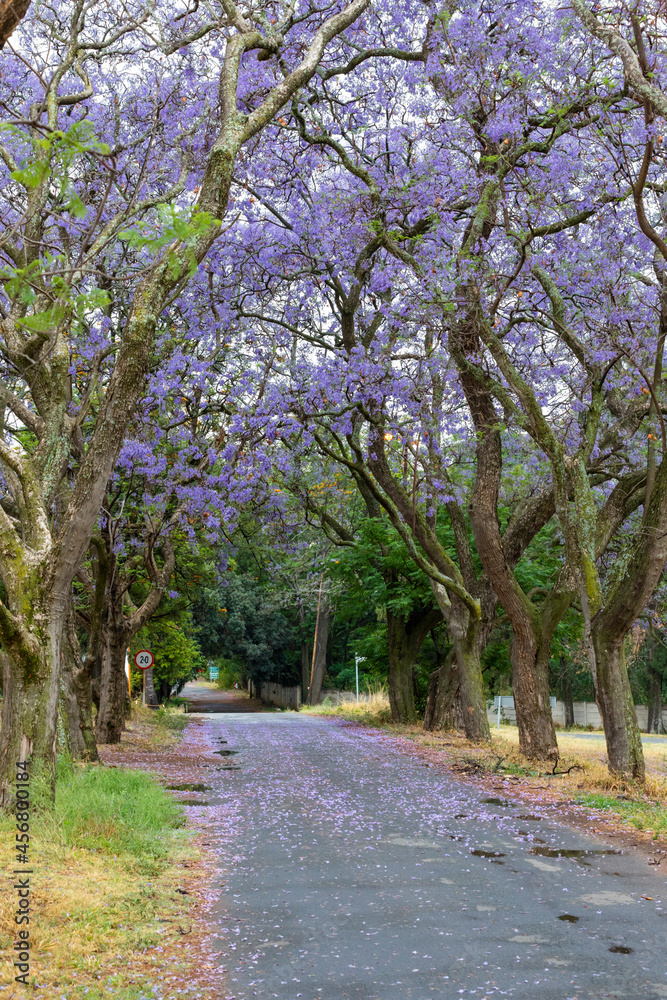 Purple colored jacaranda flowers Purple colored jacaranda flowers