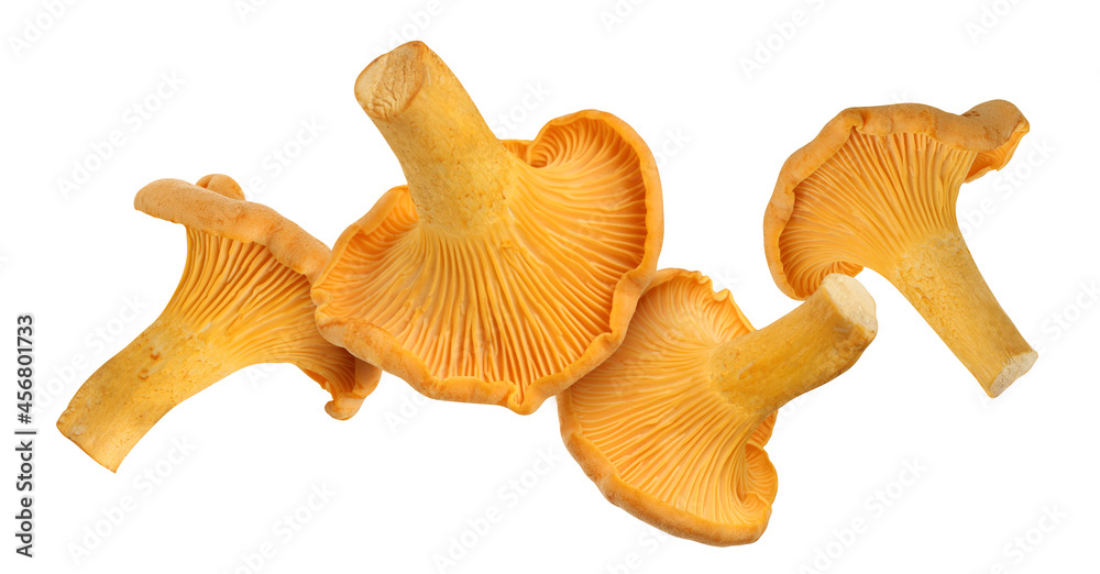 Fototapeta premium falling chanterelle mushroom isolated on a white background