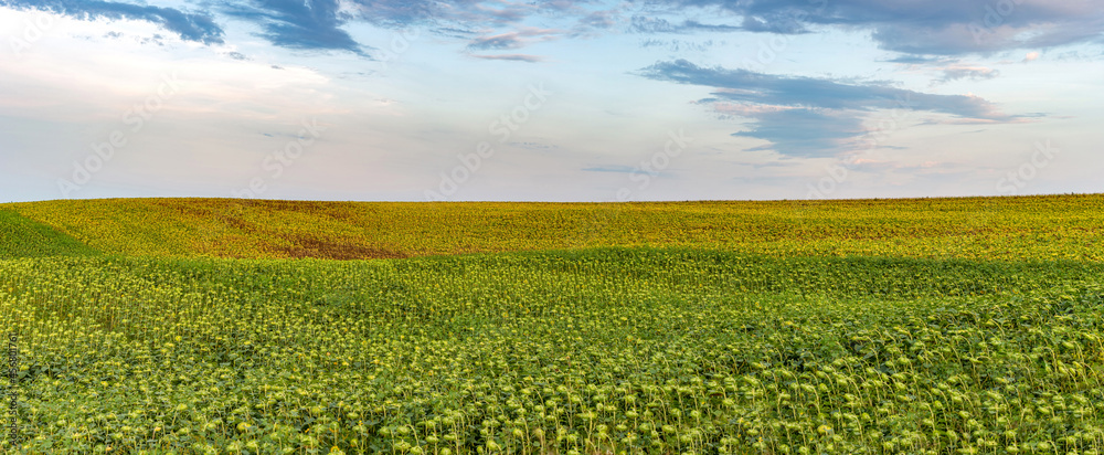 Fototapeta premium Big panoramic view of sunflower hills with beautiful afternoon sky in background