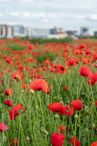 A view of a poppy field with buildings in the background