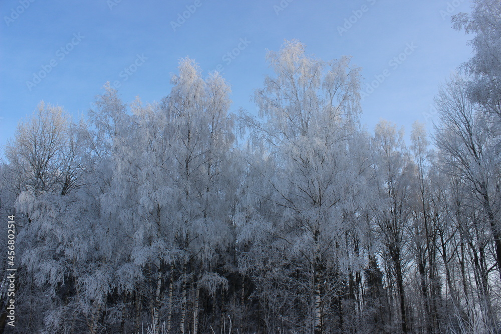 winter trees with snow on the branches and a blue sky winter trees with snow on the branches and a blue sky