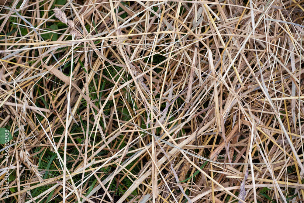 hay bale texture, hay close-up, dried grass