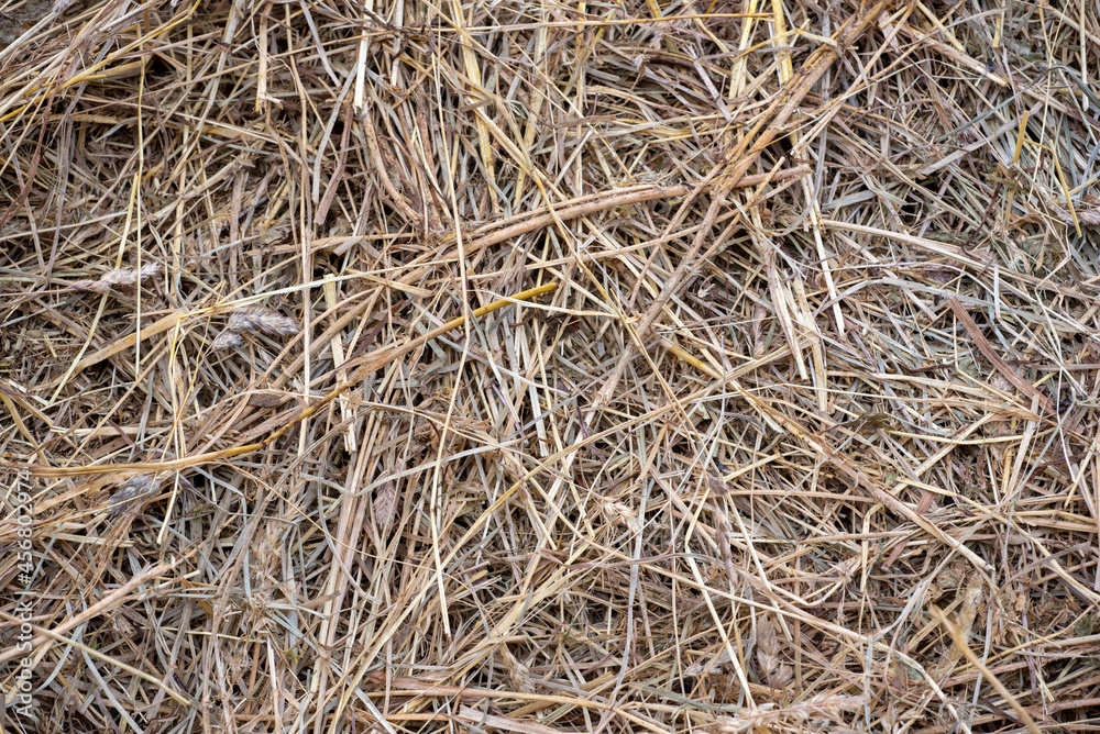 hay bale texture, hay close-up, dried grass