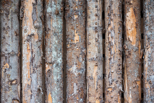 old wood texture, the texture of the wooden wall,  texture of log wall,