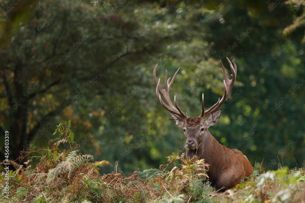 Fototapeta premium Cerf, Cervus elaphus