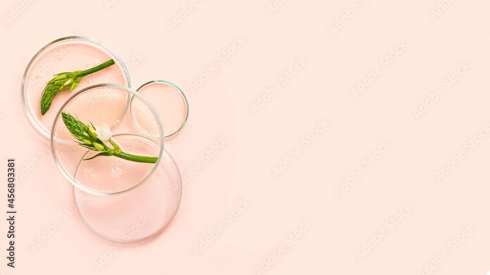 Top view of the petri dishes with transparent gel inside.Fresh green foliage in it.Concept of the research and preparing cosmetic.Large banner in pastel colors. Top view of the petri dishes with transparent gel inside.Fresh green foliage in it.Concept of the research and preparing cosmetic.Large banner in pastel colors.