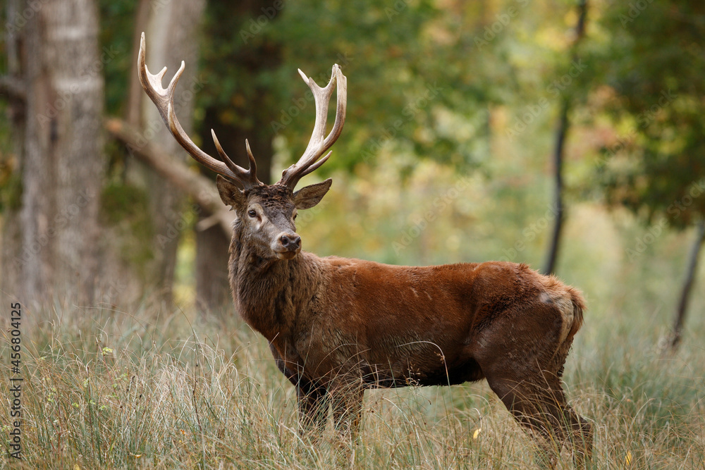 Fototapeta premium Cerf, Cervus elaphus