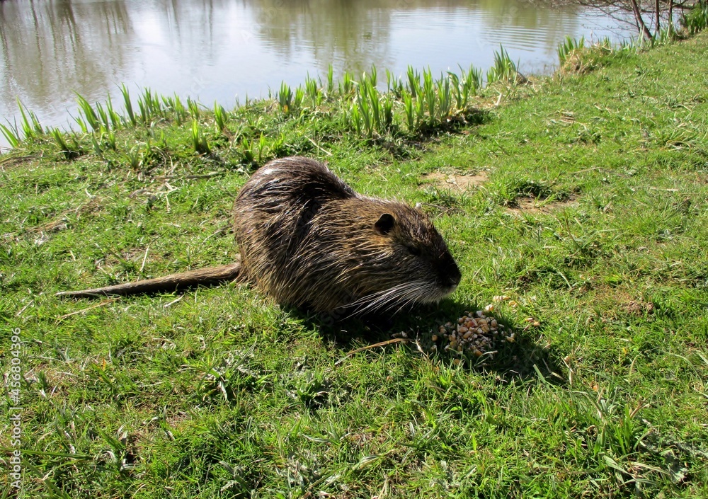 Ragondin (myocastor coypus) sur la rive herbeuse d'un étang. Ragondin (myocastor coypus) sur la rive herbeuse d'un étang.