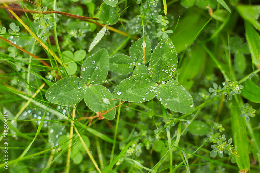 Green clover carpet with dew drops, top view. Natural background. Green clover carpet with dew drops, top view. Natural background.