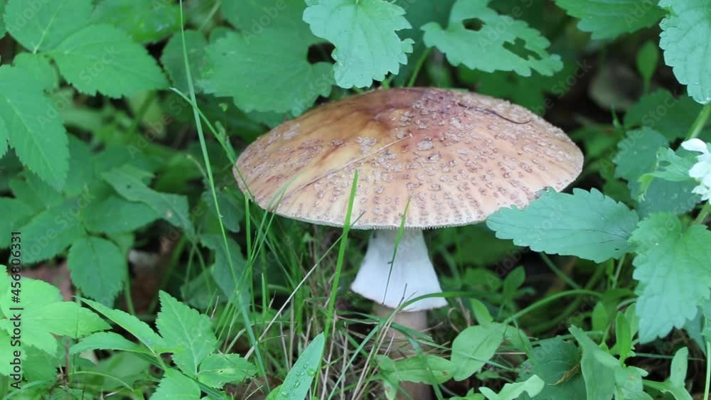 Amanita regalis. Poisons mushroom in forest. Fly agaric Amanita regalis. Poisons mushroom in forest. Fly agaric