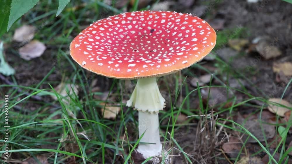 Amanita muscaria. Poisonous mushroom in nature. Fly agaric in forest Amanita muscaria. Poisonous mushroom in nature. Fly agaric in forest