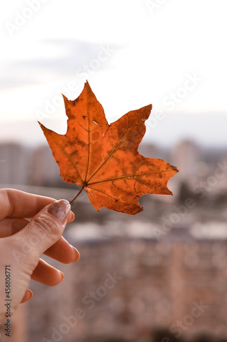 hand holding maple leaf