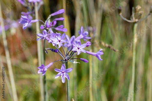 Tulbaghia violacea, also known as society garlic, pink agapanthus, wild garlic, sweet garlic, spring bulbs, or spring flowers. This plant produces violet flowers from midsummer to autumn. photo