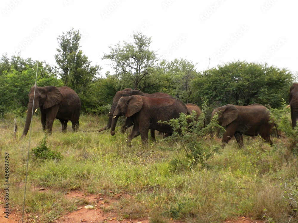 Fototapeta premium Kruger National Park, South Africa