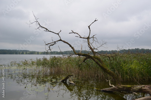 Masurian lake and broken tree near Filipów, Poland