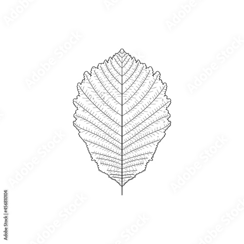 elm leaf outline isolated vector illustration