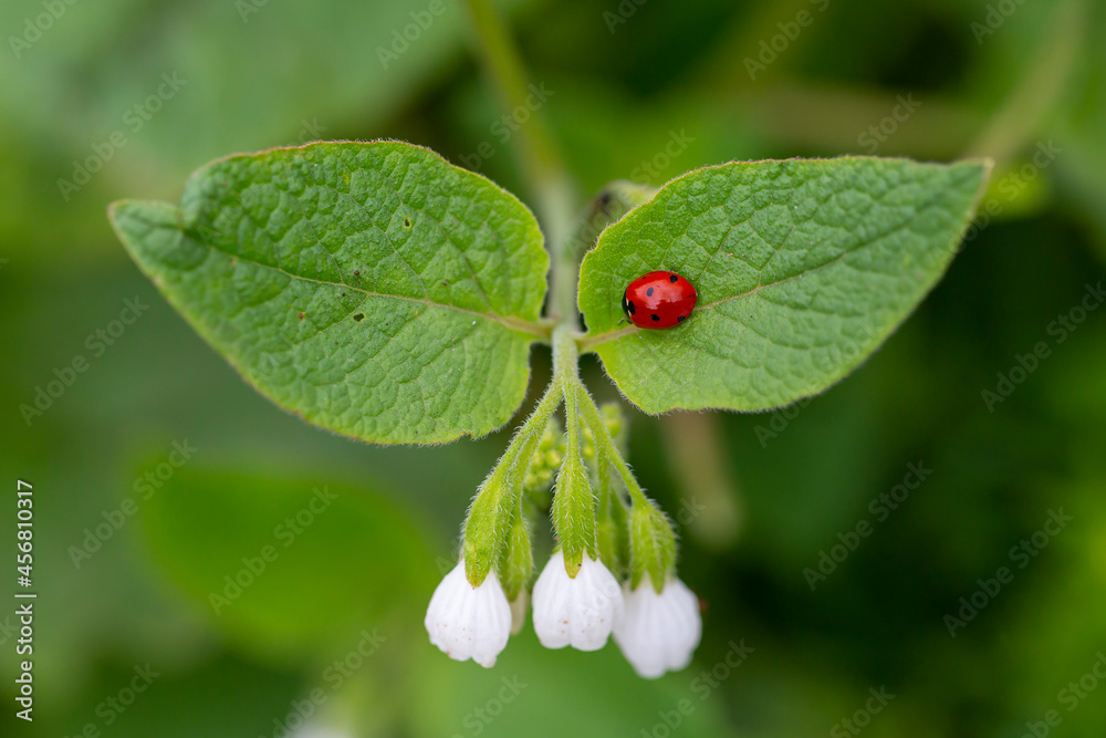 ladybug on green leaves with white flowers ladybug on green leaves with white flowers