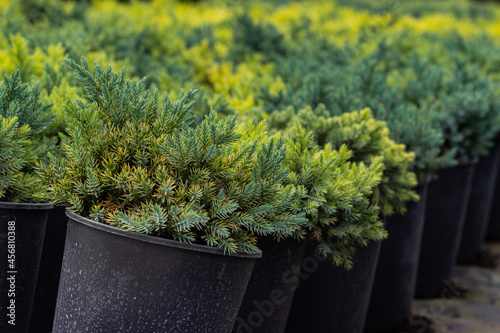 Seedlings of yellow-green juniper in pots prepared for the sales season in the nursery
