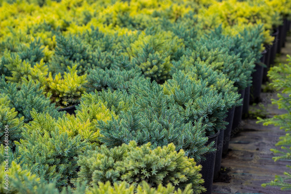 Many seedlings of yellow-green juniper in the nursery
