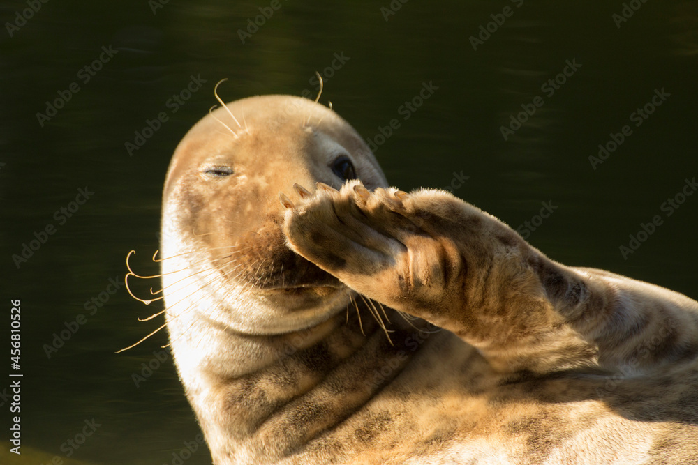 the seal lies down and salutes, and say hello, waving its fin - obrazy, fototapety, plakaty 