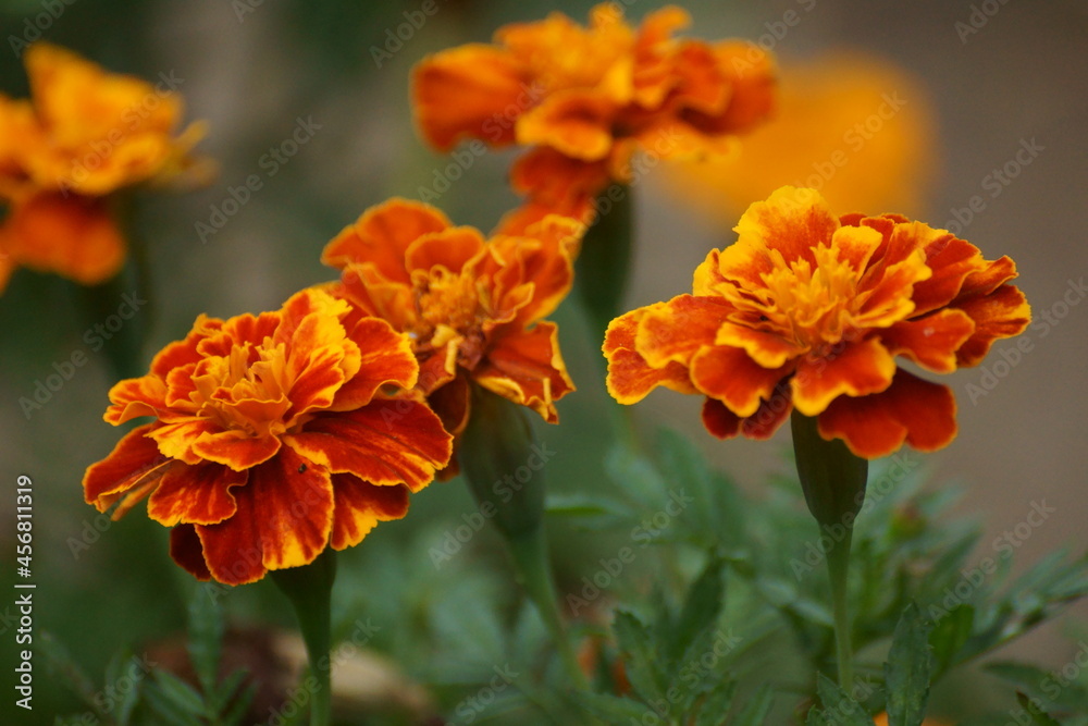 Marigold Marigold