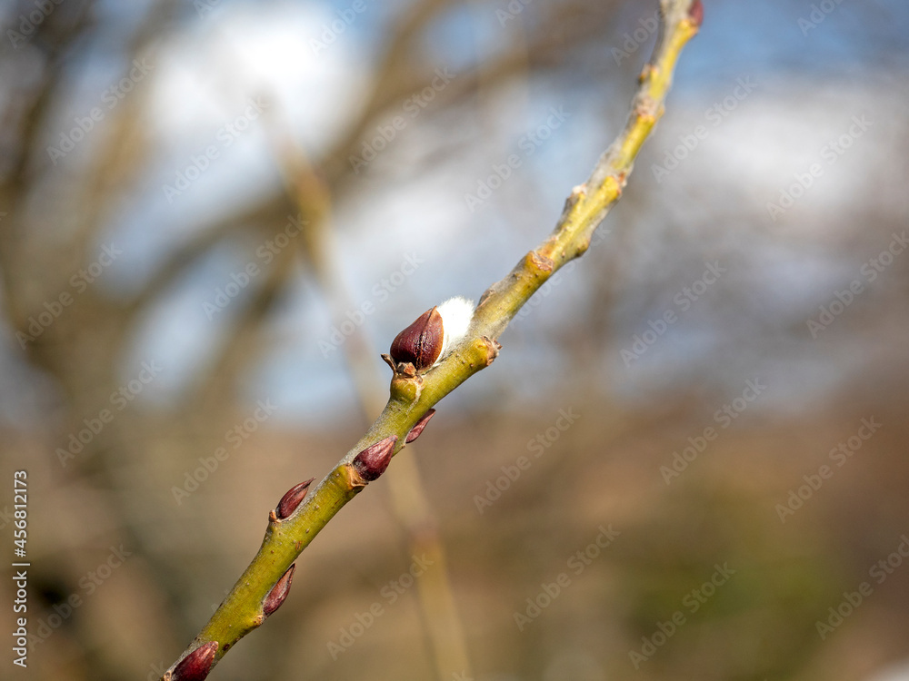 Close-up of budding buds on a branch. Blurred background in the background. The concept of the arrival of spring and the revival of nature Close-up of budding buds on a branch. Blurred background in the background. The concept of the arrival of spring and the revival of nature