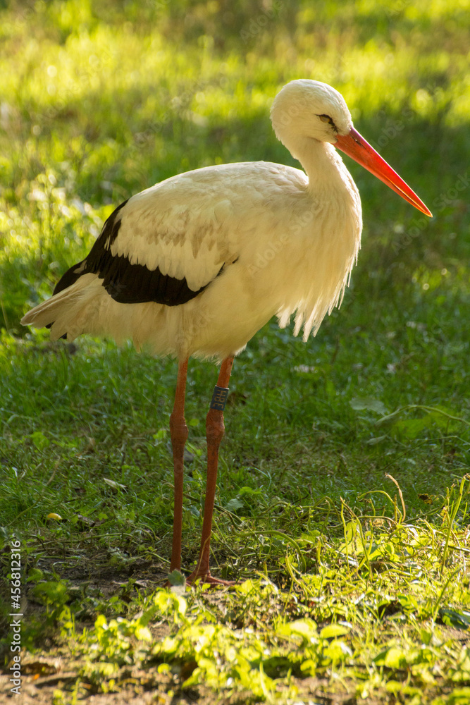 Fototapeta premium white stork on green grass