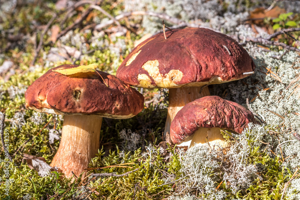 White mushrooms. Mushrooms in the forest. Northern nature. Gifts of the forest. Harvest. Wild food. Mushrooms for food. White mushrooms. Mushrooms in the forest. Northern nature. Gifts of the forest. Harvest. Wild food. Mushrooms for food.