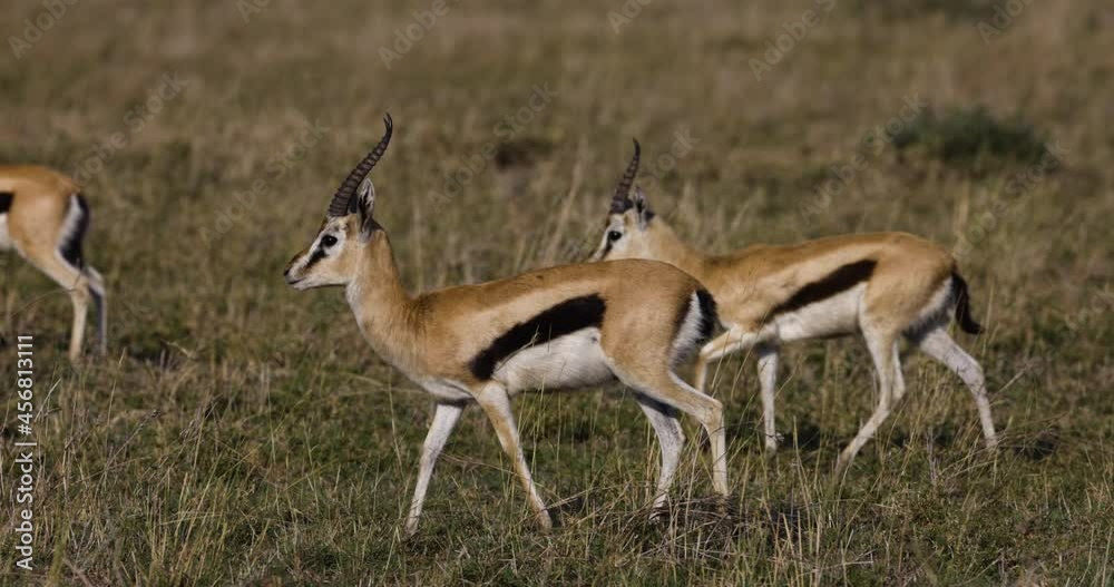 Slow motion close-up view of two Thomson's gazelle walking in African savannah grasslands Slow motion close-up view of two Thomson's gazelle walking in African savannah grasslands