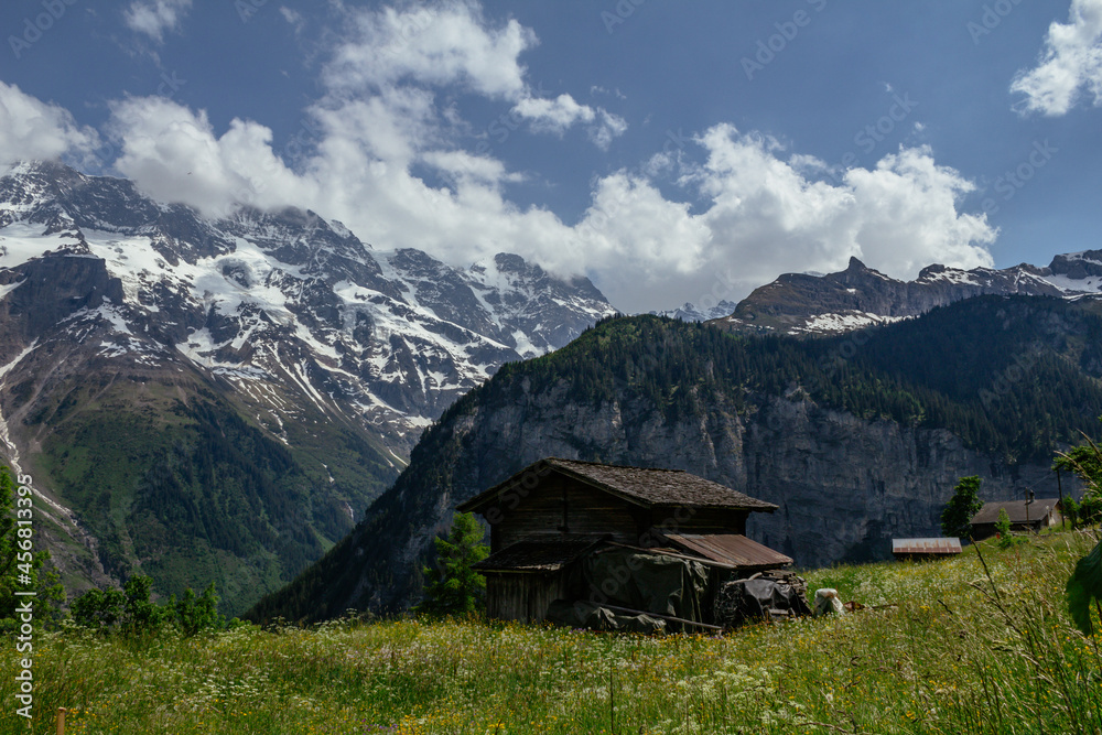 Alps in summer morning. Gimmelwald, Lauterbrunnen, Murren Switzerland, Alps mountain landscape with flowers and cows
