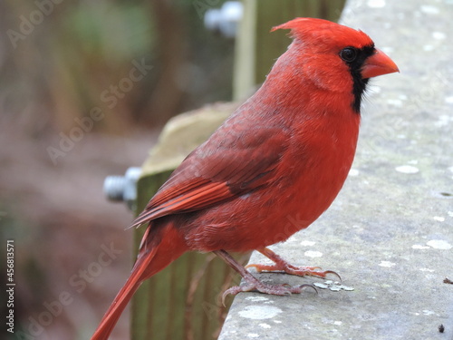 Florida Red Cardinal Bird Perched on a Wall photo