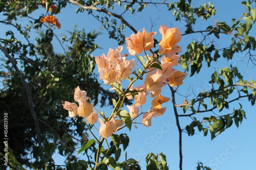 Beautiful flowers on the background of the sky and leaves, Greece, Crete, 2021.
