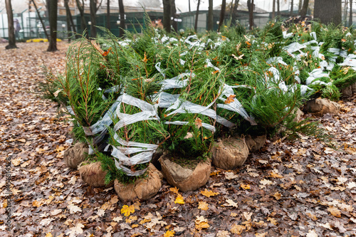Row of many thuja or cedar wrapped tree aaplings delivering from plant nursery and seedlings for gardening city park or house garden. Lanscaping design replanting city street. Seasonal transplantation photo