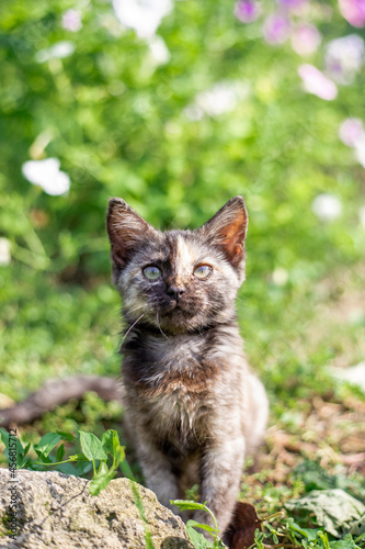 Black spotted kitten in the green grass. Cute pets © Natalia