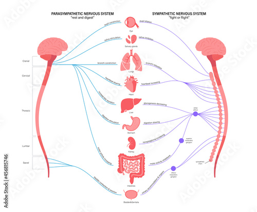 Autonomic nervous system