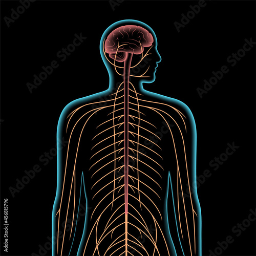 Central nervous system
